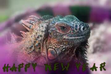 FX №185050 Iguana happy new year
