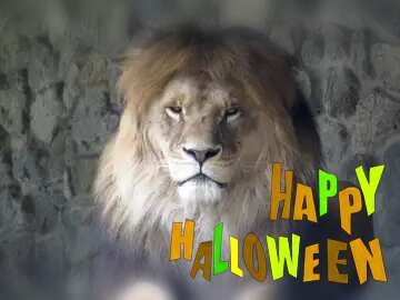 FX №185027 lion happy halloween