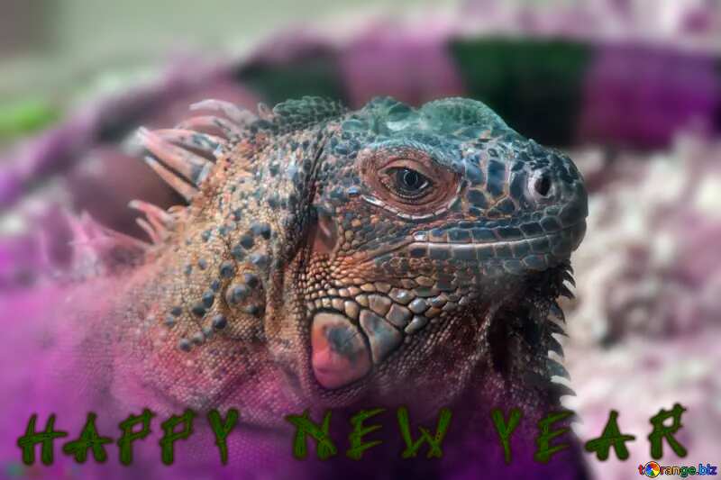 Iguana happy new year №11081