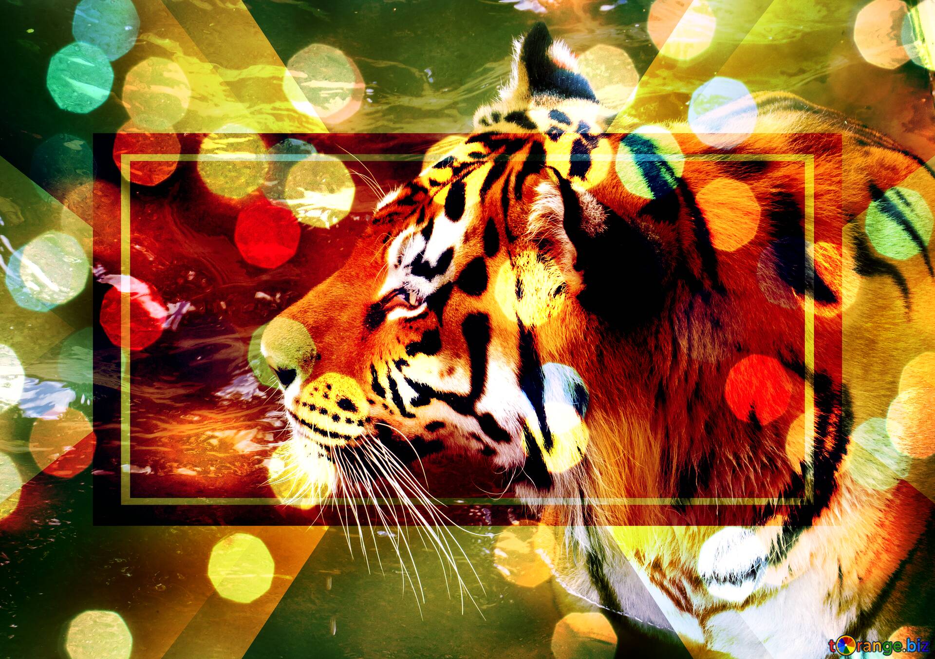 Đón chào bạn đến với bức ảnh hổ đẹp lung linh nhất mà bạn từng thấy! Hãy cùng chiêm ngưỡng vẻ đẹp dạng đuôi vàng và chính xác của hổ trong bức hình này, và cảm nhận sức mạnh thiên nhiên của loài động vật đầy sức sống này bằng những màu sắc tươi sáng và sinh động. 
