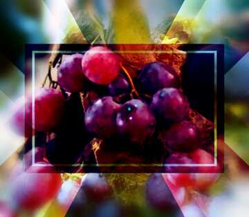 FX №186280 Grapes background   powerpoint website infographic template banner layout design responsive...