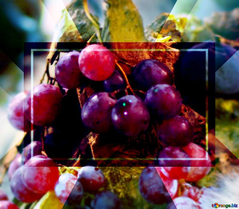 Grapes background   powerpoint website infographic template banner layout design responsive brochure business №47185