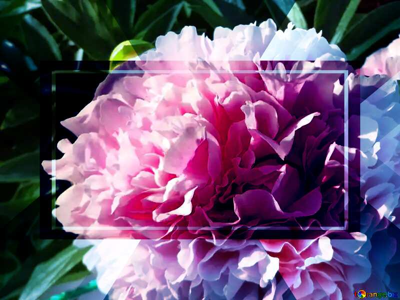 Pink peony  powerpoint website infographic template banner layout design responsive brochure business №46890