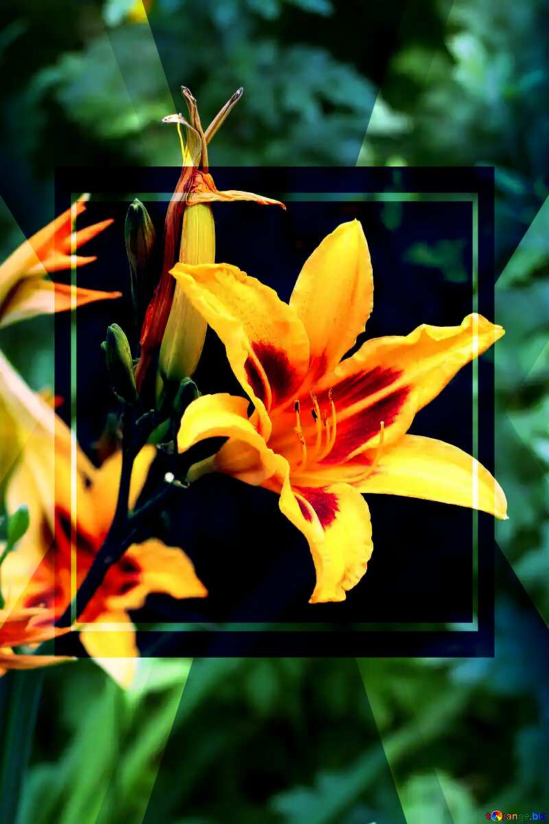 A bush of yellow lilies  powerpoint website infographic template banner layout design responsive brochure business №46826