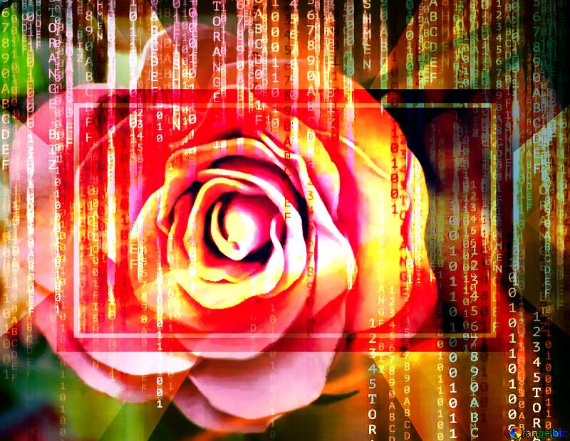 Rose flower from foamirana Red Digital technology background with binary code   powerpoint website infographic template banner layout design responsive brochure business Rose Flower №48638