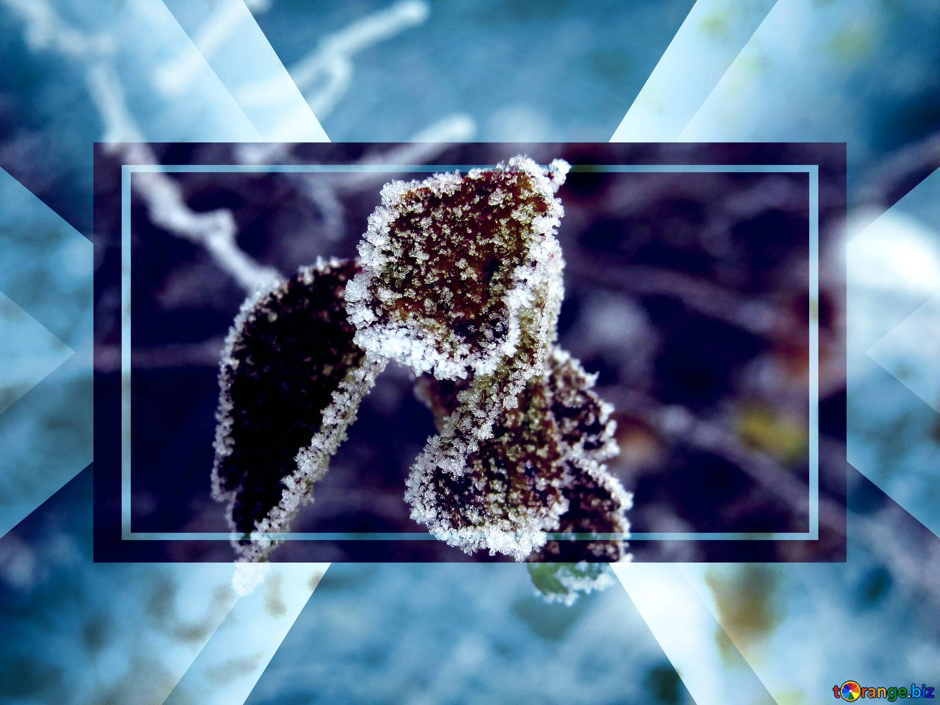 Download free picture The first frosts powerpoint website infographic