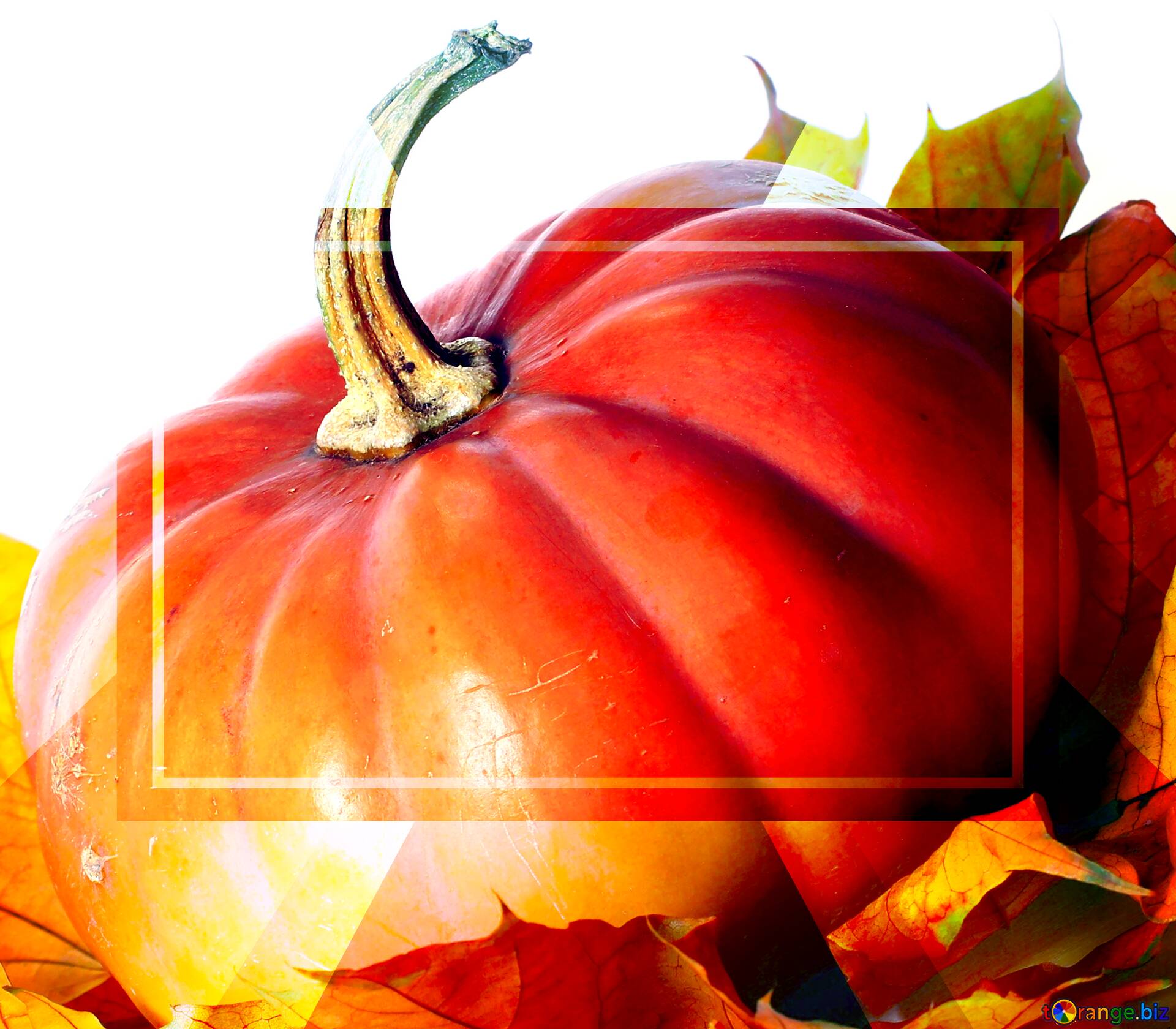 descargar-foto-gratis-pumpkin-powerpoint-website-infographic-template