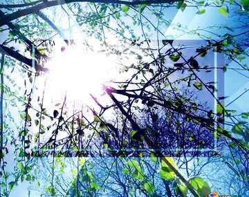 FX №187562 The Sun in the branches of birch tree powerpoint website infographic template banner layout design...