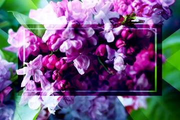 FX №187526 Flowers lilac bushes powerpoint website infographic template banner layout design responsive...