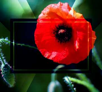 FX №187573 Beautiful poppy flower powerpoint website infographic template banner layout design responsive...