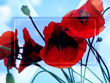 FX №187596 Red poppy flowers powerpoint website infographic template banner layout design responsive brochure...