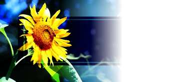 FX №187891 Background with sunflower powerpoint website infographic template banner layout design responsive...