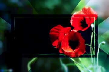 FX №187585 Beautiful background with poppies powerpoint website infographic template banner layout design...