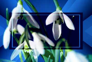 FX №187298  Flowers spring Blue blank illustration template geometric frame powerpoint website infographic...