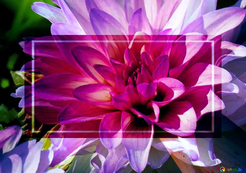 Dahlia flower cover powerpoint website infographic template banner layout design responsive brochure business №36100