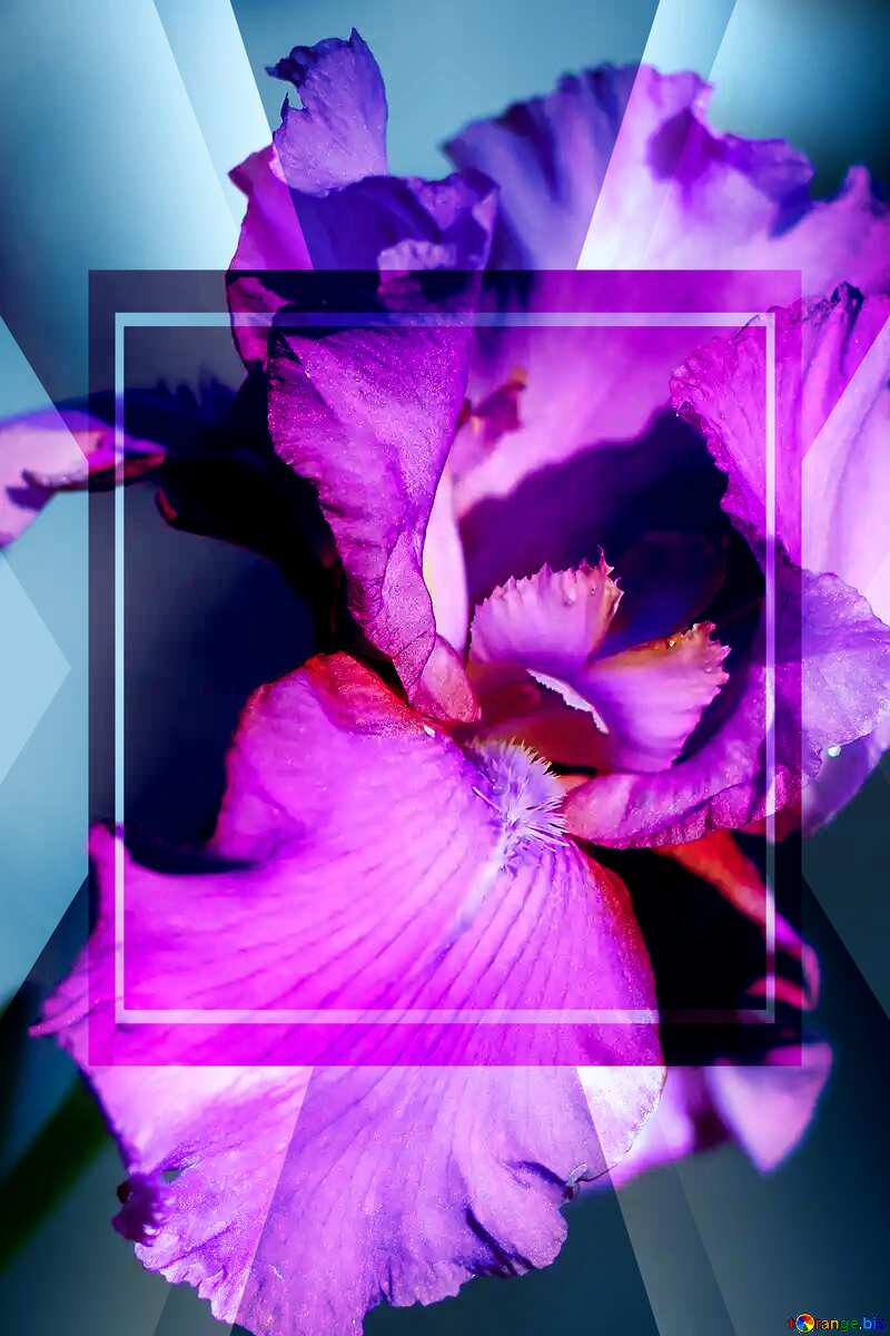 Purple Iris flower powerpoint website infographic template banner layout design responsive brochure business №34783