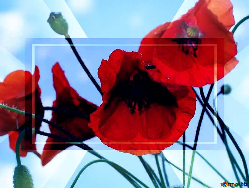 Red poppy flowers powerpoint website infographic template banner layout design responsive brochure business №37052