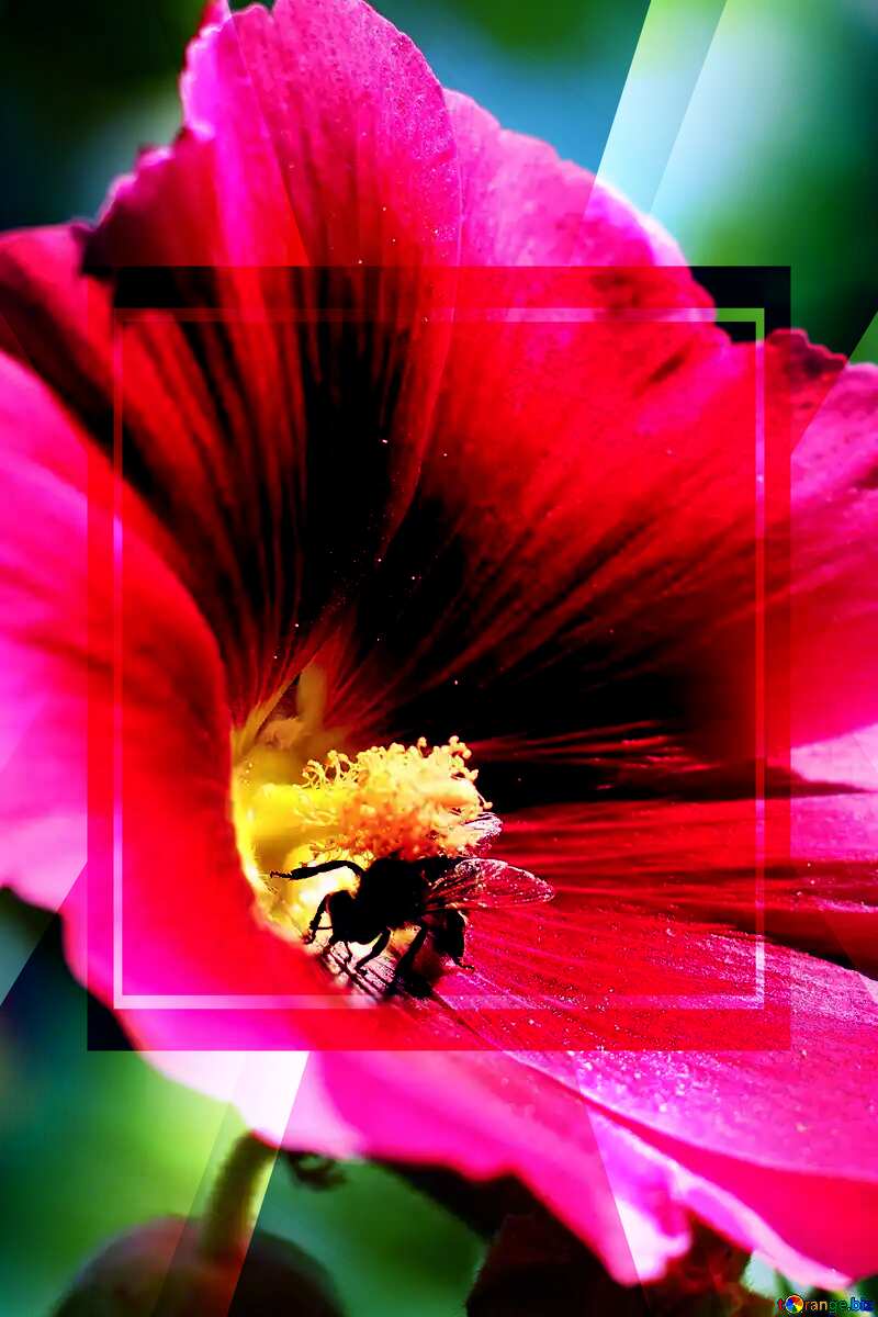 Bee gathering honey powerpoint website infographic template banner layout design responsive brochure business №36928