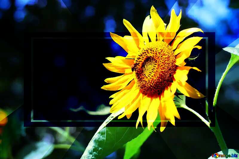 Background with sunflower powerpoint website infographic template banner layout design responsive brochure business №34813