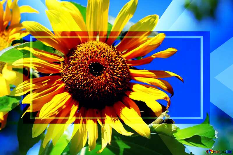 sunflower-powerpoint-website-infographic-template-banner-layout