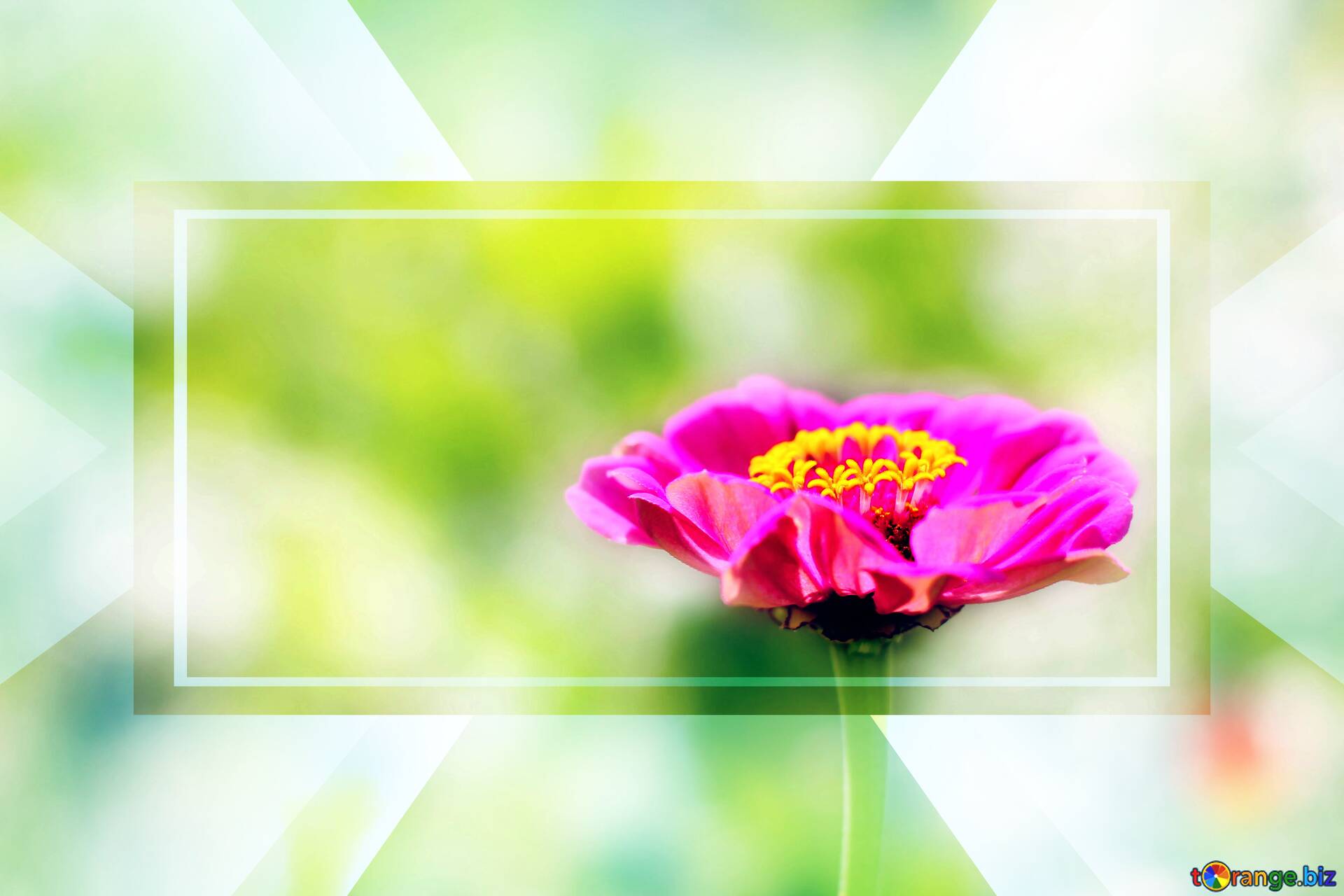 Download Free Picture Beautiful Flower Zinnia Template Frame On Cc By License Free Image Stock Torange Biz Fx 188188