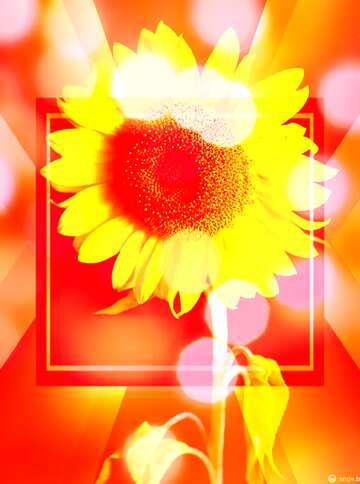 FX №188253  Happy New Year Sunflower flower bokeh background frame