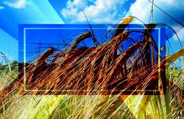 FX №188291 Bread wheat to rye field Responsive Design Brochure Banner Template