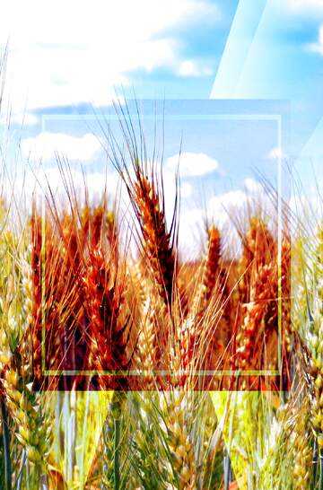 FX №188979  Field wheat background powerpoint website infographic template banner layout design responsive...