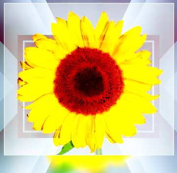 FX №188254  Sunflower motivation card powerpoint website infographic template banner layout design responsive...