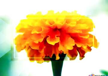 FX №188172 Marigold flower powerpoint website infographic template banner layout design responsive brochure...