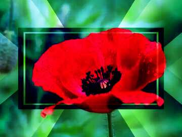 FX №188018 Poppy flowers powerpoint website infographic template banner layout design responsive brochure...