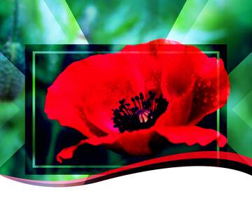 FX №188021 Poppy flowers powerpoint website infographic template banner layout design responsive brochure...