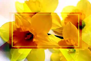 FX №188575 Yellow flowers powerpoint website infographic template banner layout design responsive brochure...