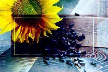 FX №188258 Roasted sunflower seeds powerpoint website infographic template banner layout design responsive...