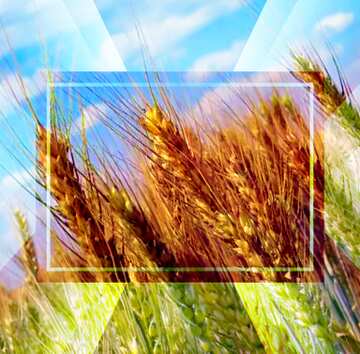 FX №188980 Field of wheat powerpoint website infographic template banner layout design responsive brochure...
