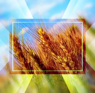 FX №188981 Field of wheat powerpoint website infographic template banner layout design responsive brochure...