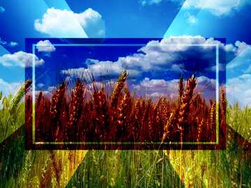FX №188985 Golden wheat powerpoint website infographic template banner layout design responsive brochure...