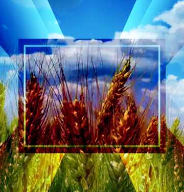 FX №188986 Golden wheat powerpoint website infographic template banner layout design responsive brochure...