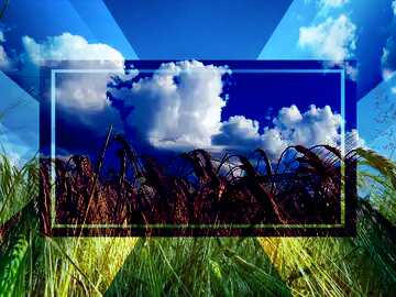 FX №188289 The sky over the bread grain fields Infographic Banner Design