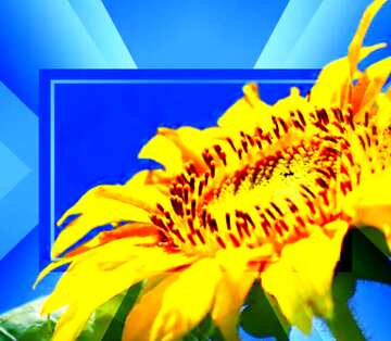 FX №188276 Background for congratulations with sunflower frame Template