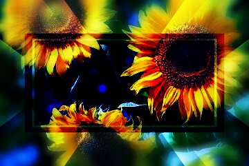 FX №188271  sunflowers dark blur card powerpoint website infographic template banner layout design responsive...