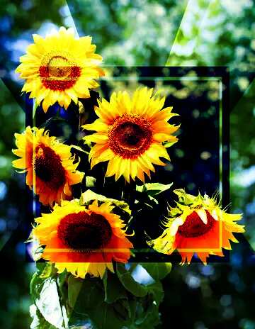 FX №188272 A large bouquet of sunflowers powerpoint website infographic template banner layout design...
