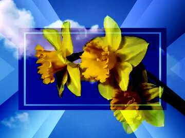 FX №188487 Yellow daffodils on blue sky powerpoint website infographic template banner layout design...