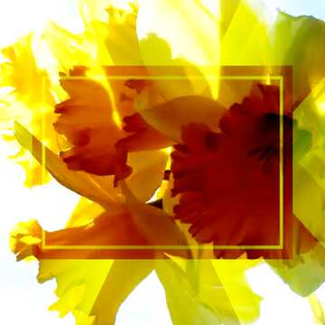 FX №188498 Daffodils on white background powerpoint website infographic template banner layout design...
