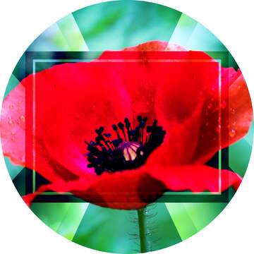 FX №188024 Poppy flowers powerpoint website infographic template banner layout design responsive brochure...