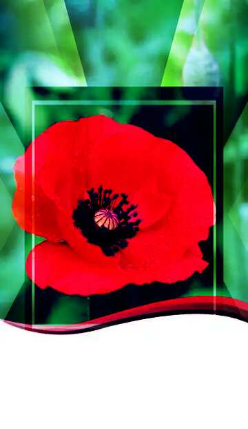 FX №188027  Poppy flower card template powerpoint website infographic template banner layout design responsive ...