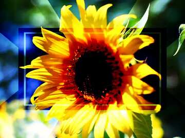 FX №188243  Beautiful sunflower template card frame powerpoint website infographic template banner layout...