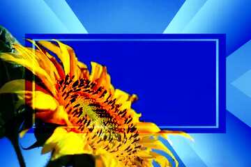 FX №188275 Sunflowers on blue background on the desktop Banner Template Infographic Business Background