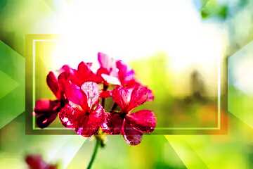 FX №188314  Beautiful flower geranium template card frame powerpoint website infographic template banner...