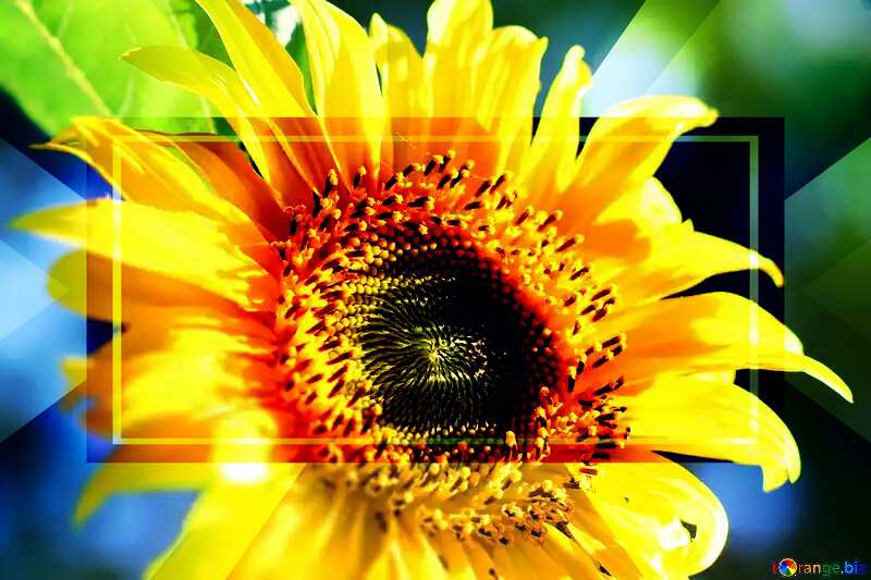 Sunflower Frame Template Card Business Banner Design №32685